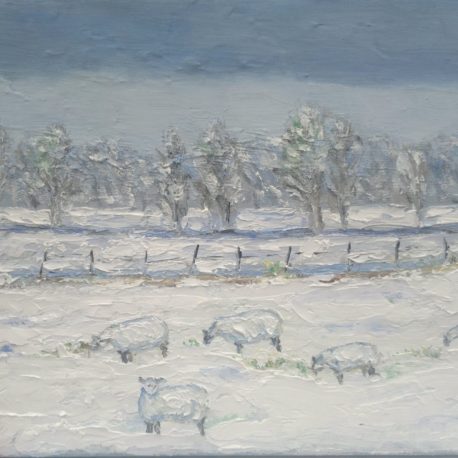 Vijf schapen in de sneeuw op Walcheren